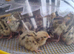 Jumbo Japanese Coturnix Baby Quails for Sale