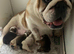 Bulldog puppies for sale