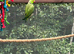 Indian ring neck