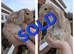 French Lops- now all sold