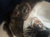 Kittens for sale