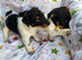 Jack Russell