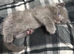 Exquisite Ragdoll / Turkish Angora Kittens – 8 Weeks Old | Blue-Eyed | Home-Raised