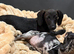 Miniature dachshund mix