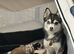 Stunning Tiny Pomsky pups