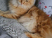 Red Tabby Female