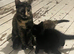 Cat to rehome