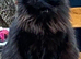 Beautiful Neutered Male Black Cat