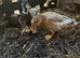 Pair of call ducks