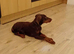 Chocolate Doberman female