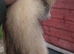 2 half micro Jill's 1 year old