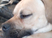 Ill health forses rehoming