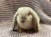 Mini lop boy