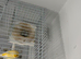 Canaries