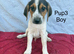 Beautiful beagle puppies for sale