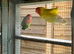 Two lovebirds peach face