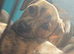 Presa canrio X american Staffordshire Terrier