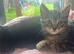2 x Beautiful 9 week old kittens