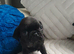 Pug x Puggle Gorgeous Puppies