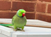 Stunning male Indian Ringnack parrot