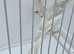 BEAUTIFUL PROVEN PAIR REDPOLLS MUTATION COLORS