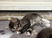 Maine coon x Norwegian forest kittens