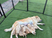 Two chunky male dogs left