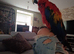Scarlet macaw