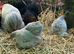Lavender pekins POL hens