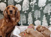 cocker spaniel girl puppy