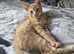 Ginger tabby kitten