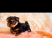 Mini mini Yorkshire Terrier pups