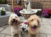 Stunning labradoodle
