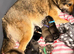 One last Shepsky puppy