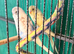 Pair 9 week old baby budgies available bonded