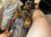 Miniature dachshund