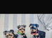 REAR COLOURED MERLE YORKIES