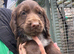 Cocker Spaniel Puppies