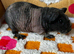 2 x Female Skinny Pigs