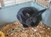 BLACK bunny needing a home