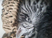 Grey & white tabby