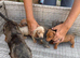 Miniature Dachshunds for sale