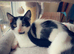 Rescue kittens with full MOT!!