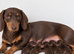 1 boy 4 girl mini dachshunds