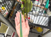 Baby green ring neck parrot