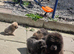 *READY*CHOW CHOW PUPPIES ONLY 3 LEFT BARGAIN