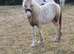 Filly to make 13.2