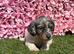 Miniature Daschund