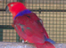 Pair Red Sided eclectus