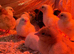 1 day old mix breed chicks